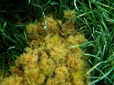 Talli nell’ambito di una prateria rada di Posidonia oceanica (L.) Delile